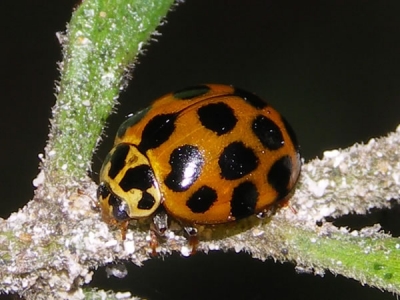 Common Spotted Ladybird - Ladybirds species | CHIAMAIAS JISHEBI | ჭიამაიას ჯიშები